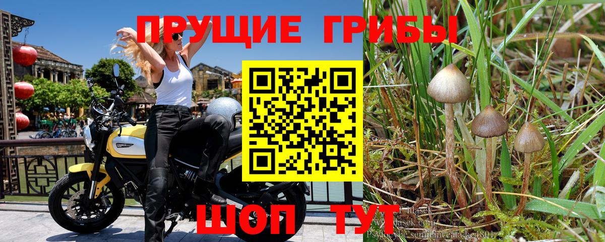 Псилоцибиновые грибы Magic Shrooms Сосновый Бор